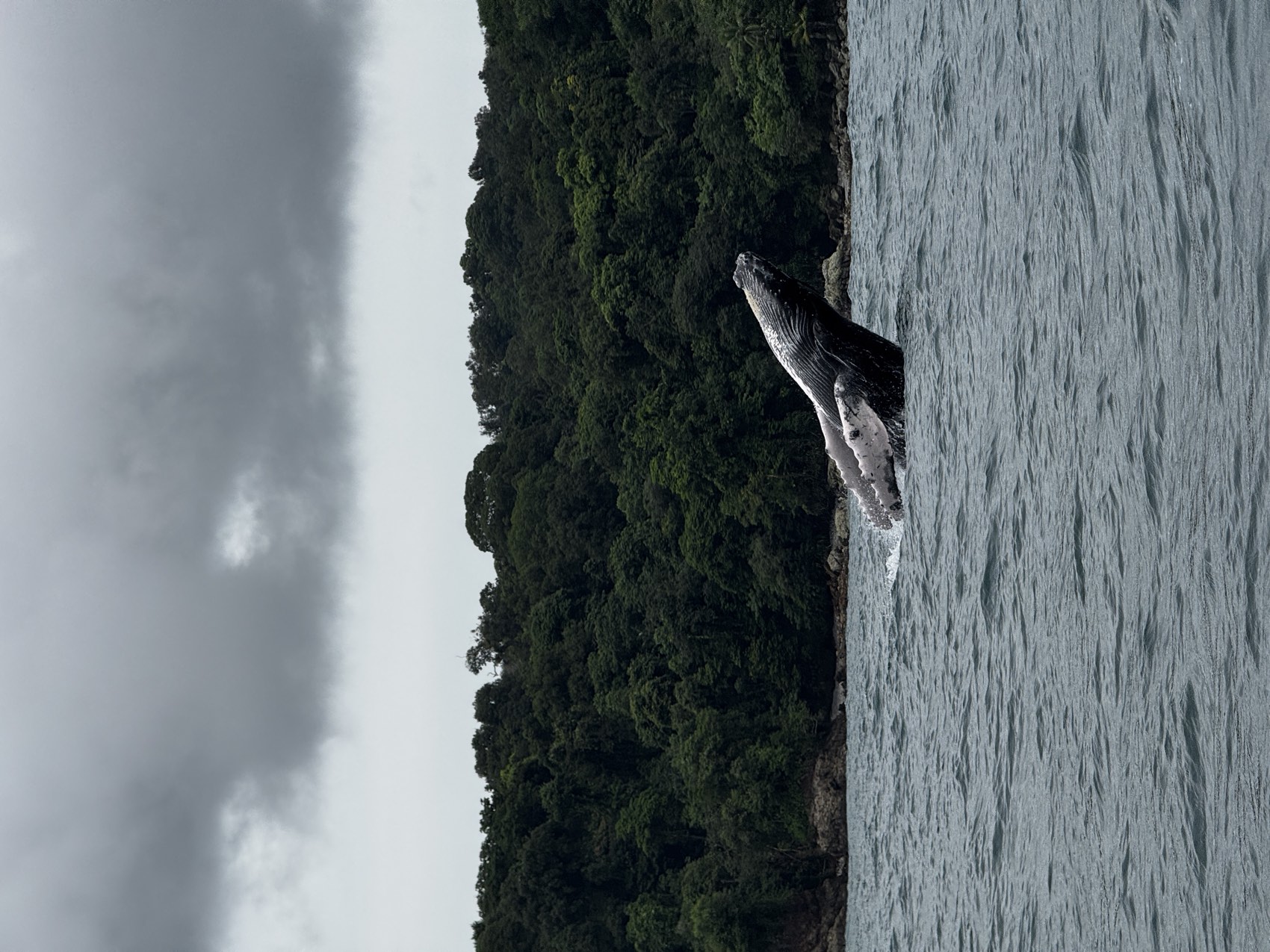 Ballena jorobada saltando frente a la costa de Guachalito