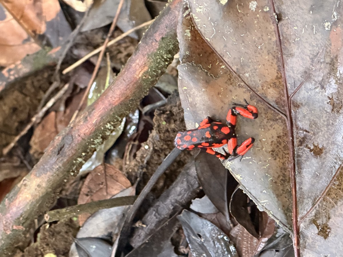 Rana venenosa roja y negra en la selva del Pacífico chocoano