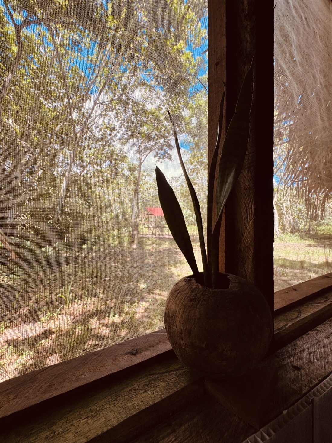Vista de la selva desde la ventana de una cabaña
